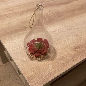 Succulent Plant Decoration